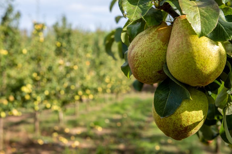 Pears